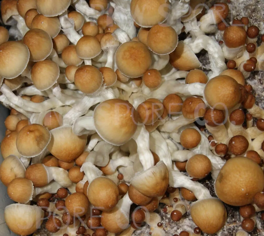 ## Understanding Magic Mushroom Spores: Legality and Safe Exploration