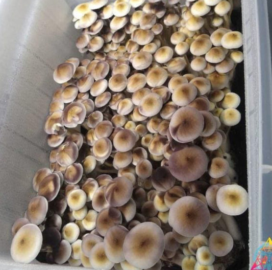 ### A Beginner's Guide to Growing Mushrooms at Home with Happy Spores