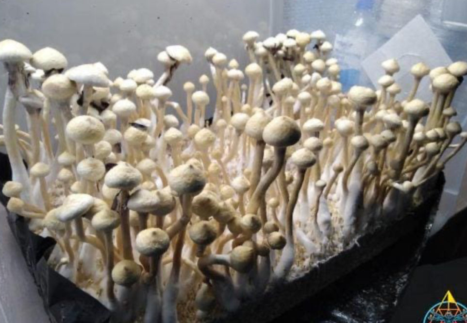 The History of Psilocybin Mushrooms: From Ancient Rituals to Modern Science