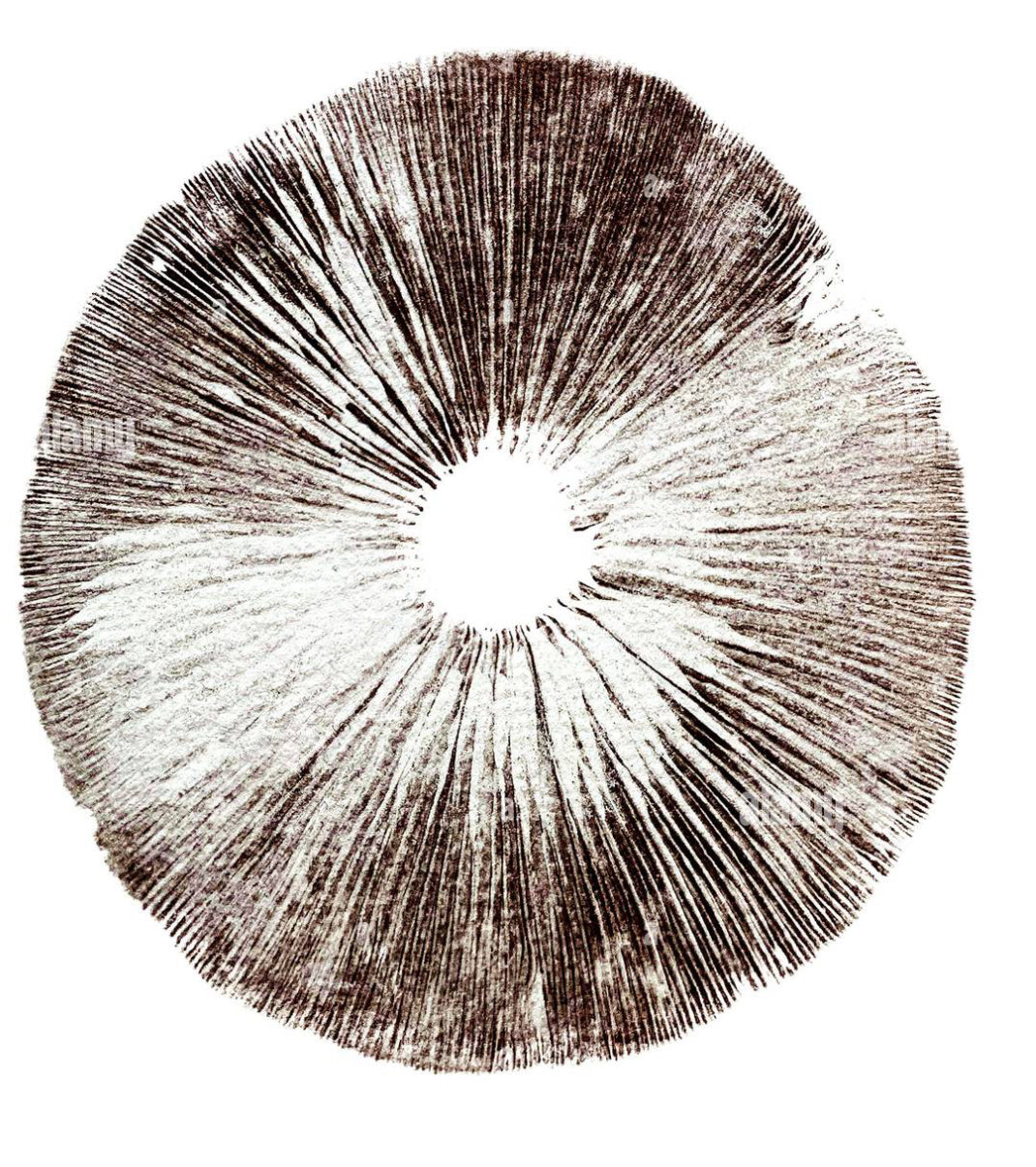 ## How to Make a Mushroom Spore Print