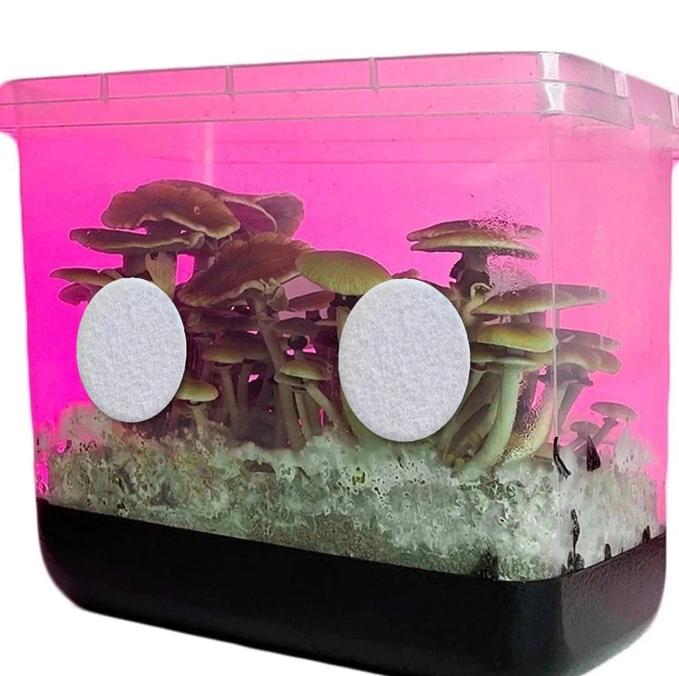 Mushroom Grow Kits & Accessories