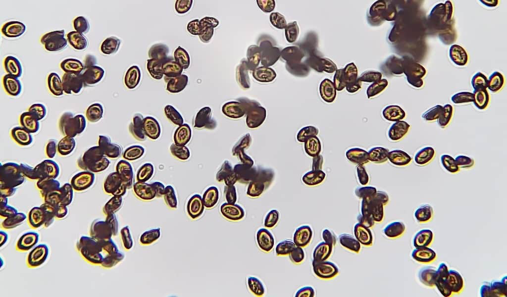 Treasure Coast Spores