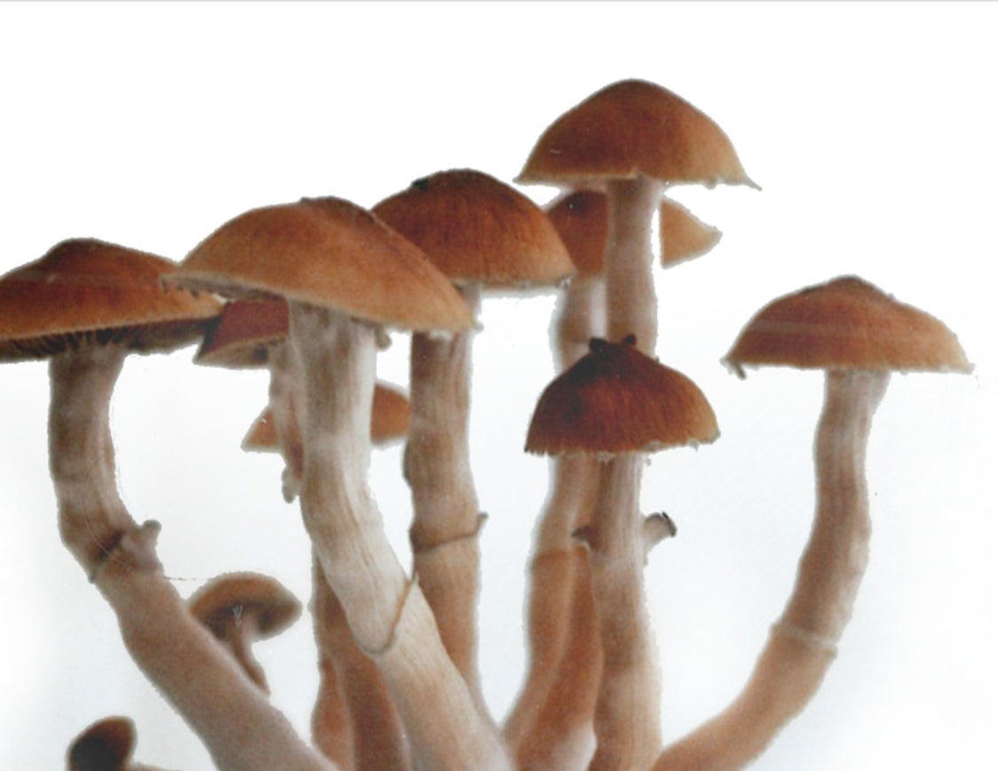 Psilocybe Cubensis Spore Syringe