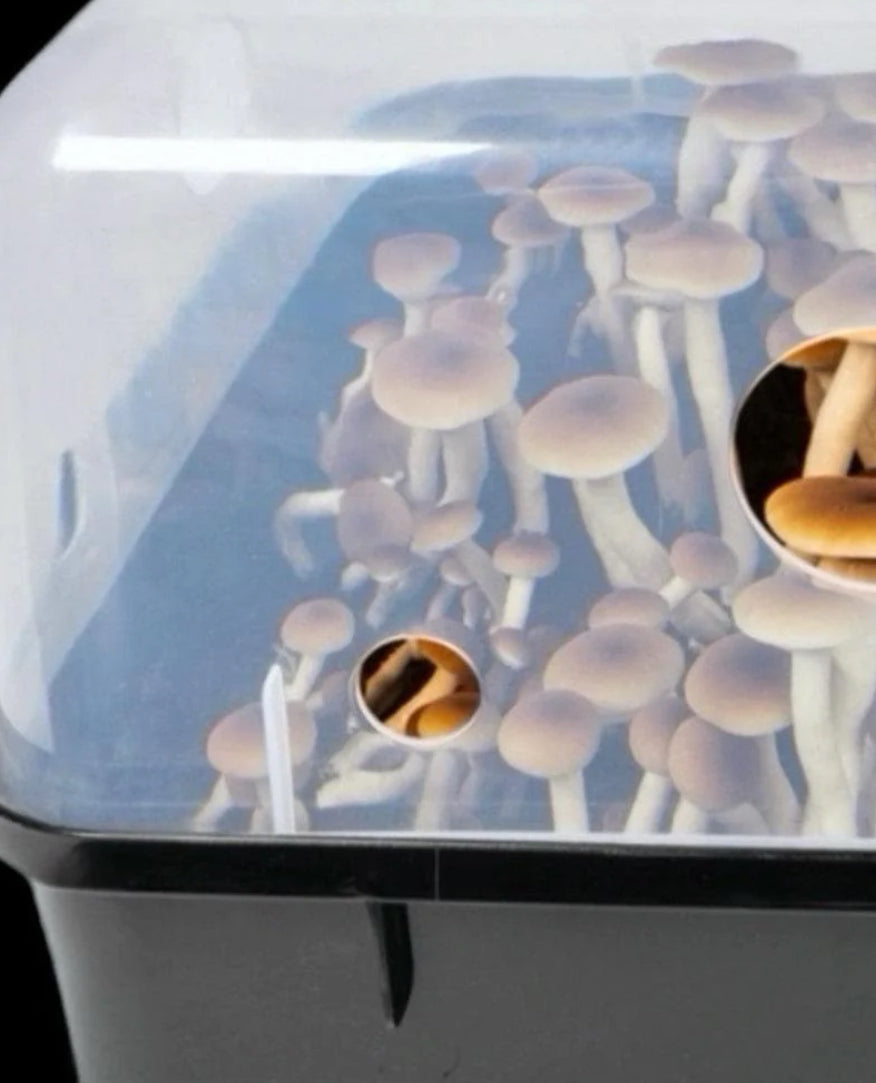 Automated 'Boomr Bin' + Wood-Loving Substrates Monotub Kit