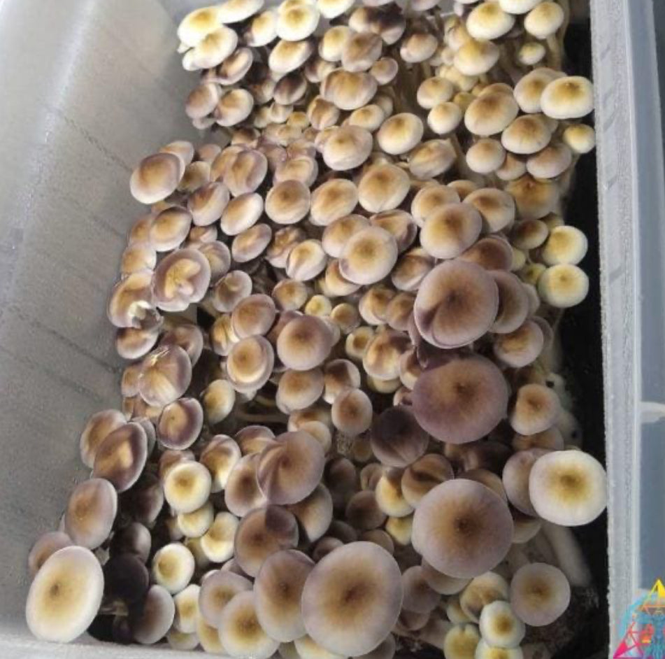 White Golden Teacher Spore Print