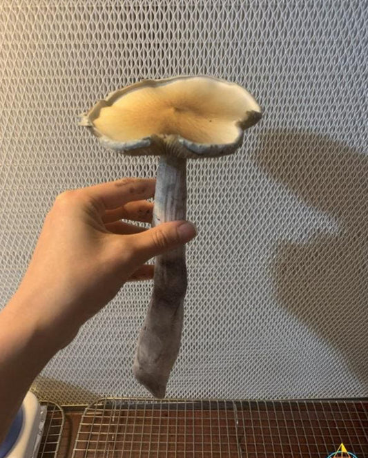 Amazon Cubensis Spore Syringe