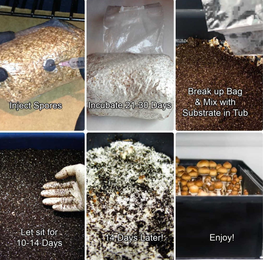 Complete Large 66Q Monotub Bulk Spawn Growing & Casing Kit