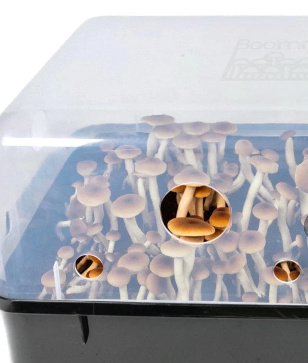 Boomr Bin' Mushroom Monotub