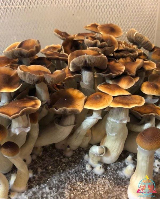 Blue Magnolia Cubensis Spore Syringe