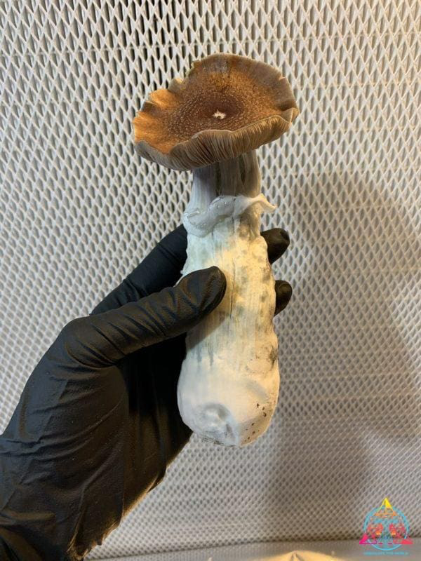 Blue Magnolia Cubensis Spore Syringe