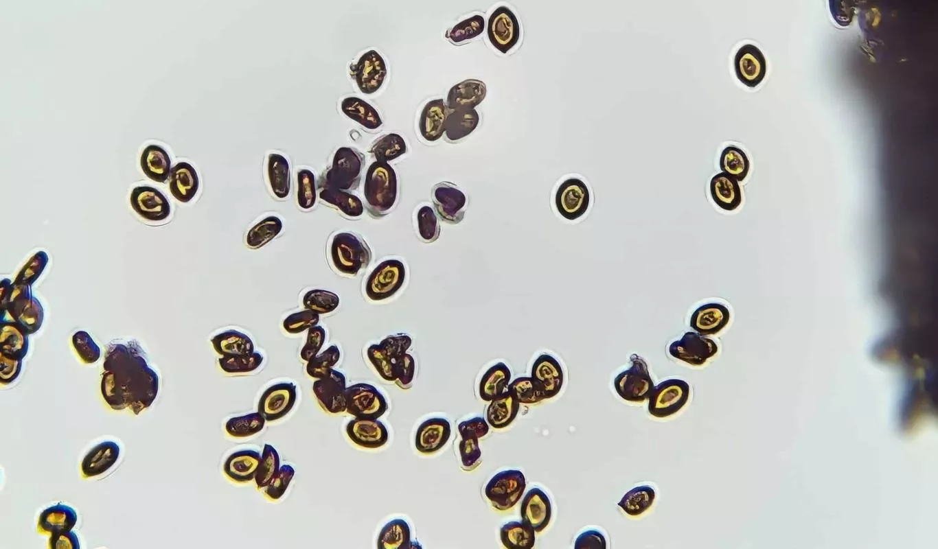 Penis Envy 6 Spores