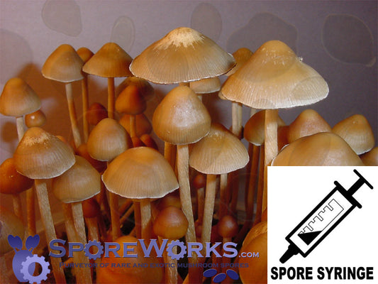 Psilocybe mexicana : Strain-A(TM) Spore Syringe